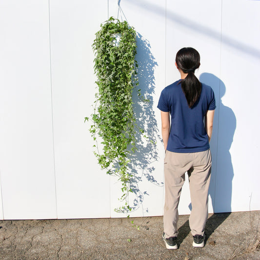 超ロング、アイビー・ヘデラヘリックス。一点物!(C)