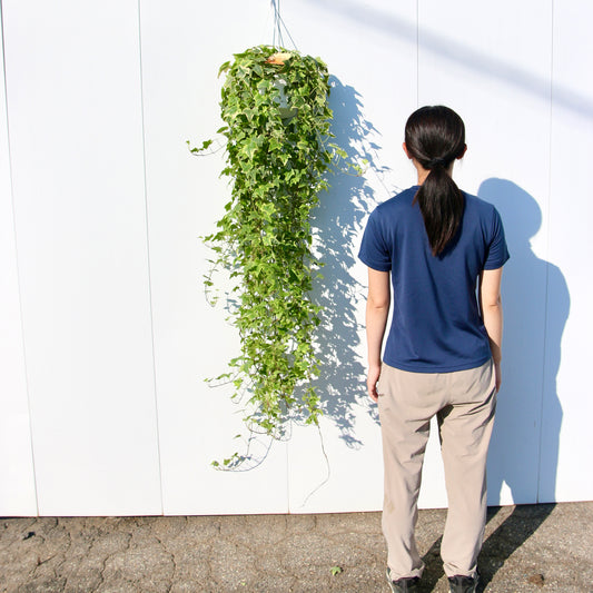 超ロング、アイビー・ヘデラヘリックス。一点物!(B)