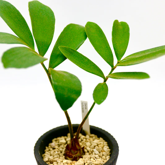 ザミア フルフラセア (メキシコソテツ)陶器鉢、皿付き