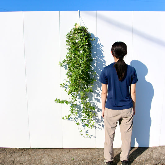 超ロング、アイビー・ヘデラヘリックス。一点物!(D)