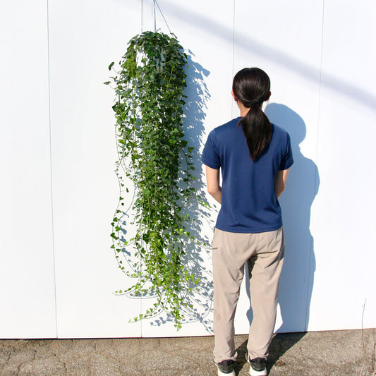 超ロング、アイビー・ヘデラヘリックス。一点物!(A)