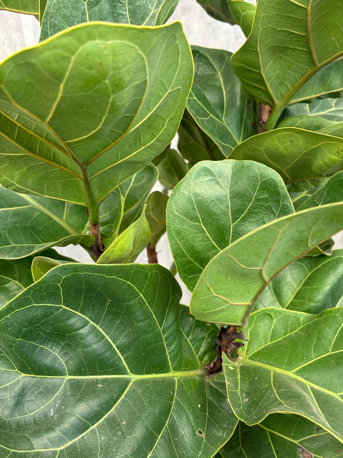 フィカス・リラータ・バンビーノ8号「富山県のみ配達」2606004