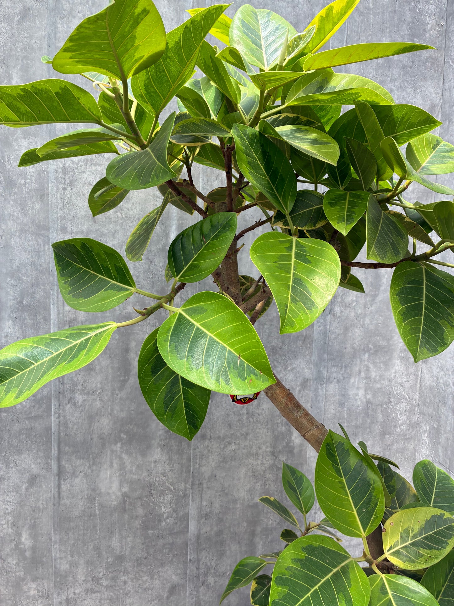 フィカス・アルテシーマ 太朴(ゴムの木)10号F「富山県のみ配達」2606228