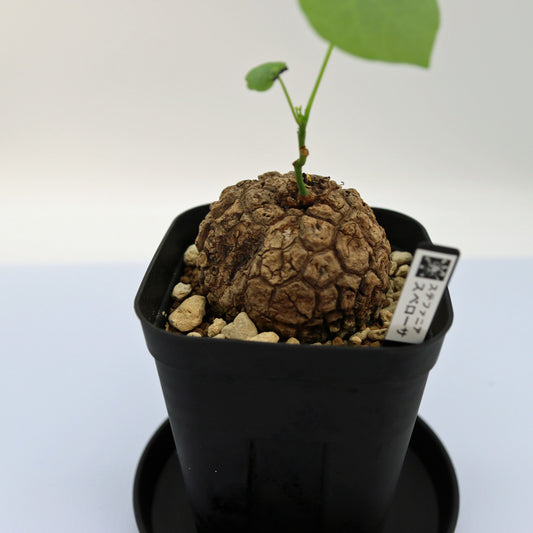 ステファニア・スベローサ