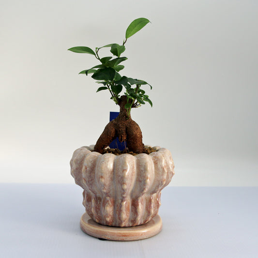 ガジュマル BOAN陶器鉢入り