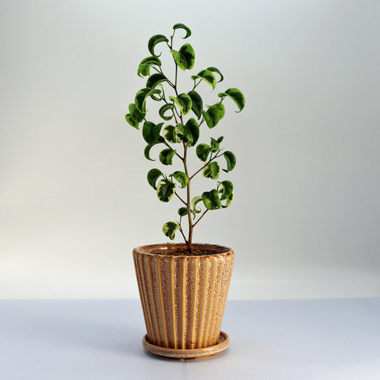 フィカス ベンジャミン シタシオン Br陶器鉢入り