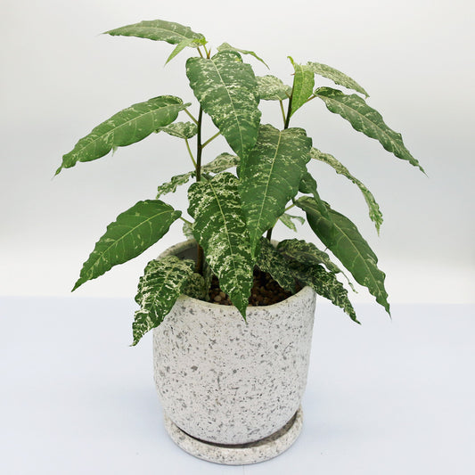 フィカス アスペラ パーセリー&陶器鉢