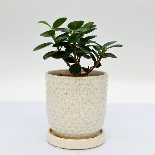 パンダガジュマル陶器鉢