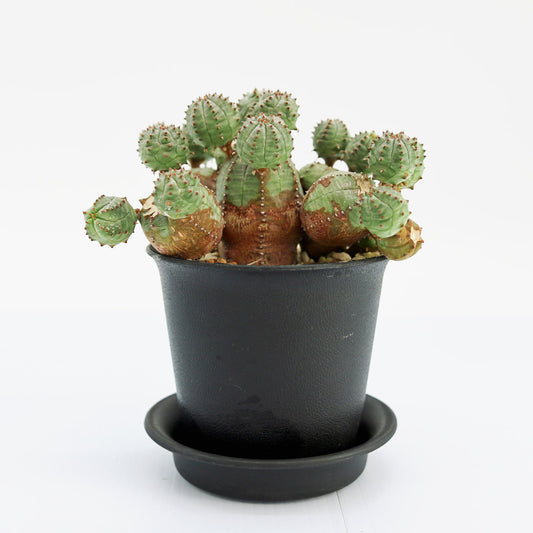 ユーフォルビア・オベサブロー