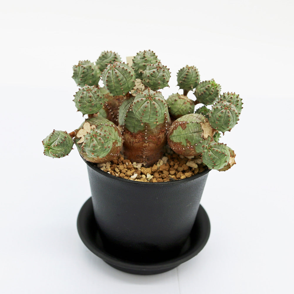 グラキリス　オベサ　オベサブロー ユーフォルビア オベサブロー【多肉植物 2.5号ポット】｜ 【植物の