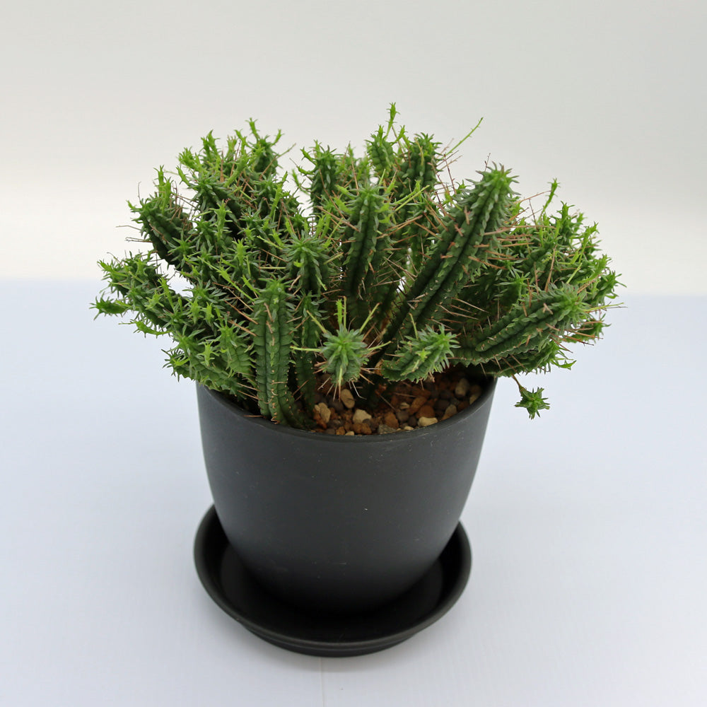 ユーフォルビア・姫キリン – Soil vivi