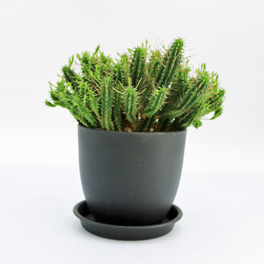 ユーフォルビア・姫キリン