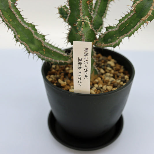 ユーフォルビア・ゲイスキリン