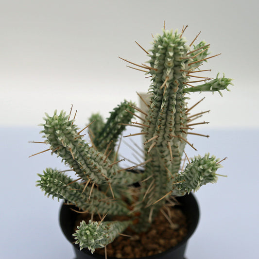 ユーフォルビア・白樺キリン