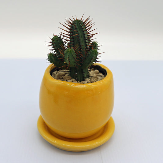 ユーフォルビア・エノプラ / 紅彩閣