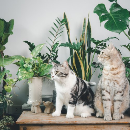 観葉植物の良さとは？暮らしを豊かにするグリーンの魅力