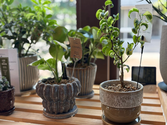 土にこだわる植物ショップのひみつ