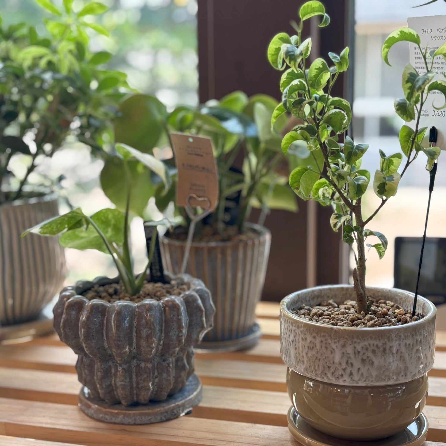 観葉植物