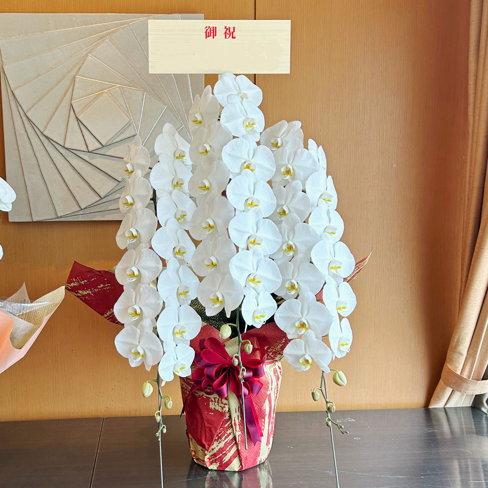 【立札・ラッピング】観葉植物Ｌ、Mサイズ用