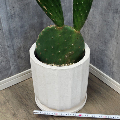 ウチワサボテン陶器鉢入り　77ｃｍ　ip0001