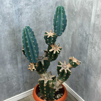 サボテン（ブランチタイプ）約85ｃｍ　ip0002