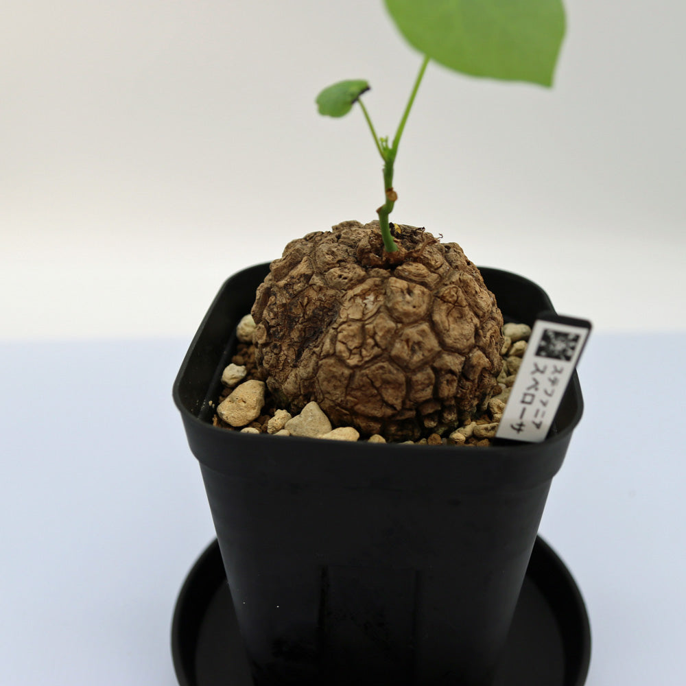 ステファニア・スベローサ – Soil vivi