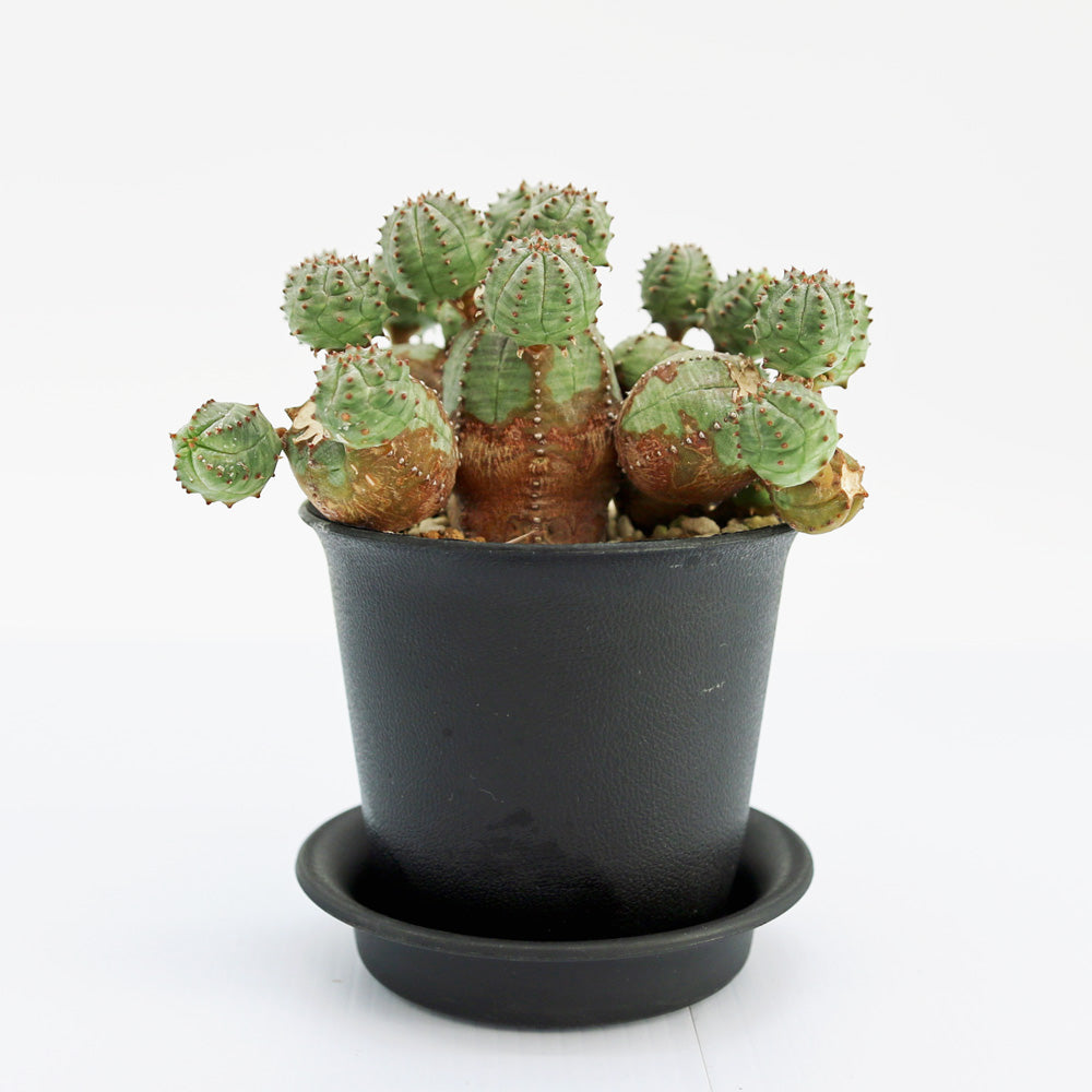 ユーフォルビア・オベサブロー – Soil vivi