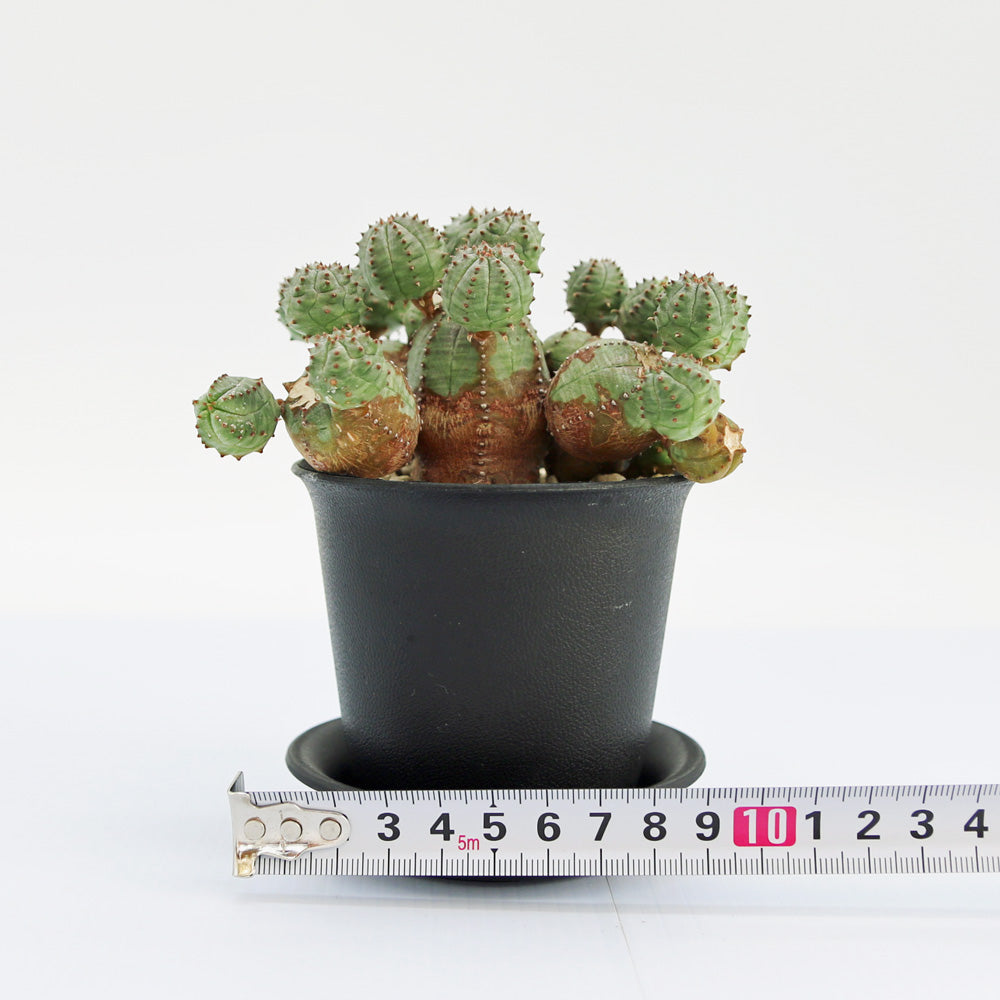 グラキリス　オベサ　オベサブロー ユーフォルビア・オベサブロー – Soil vivi