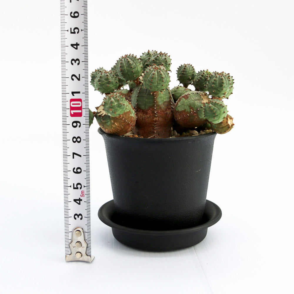 ユーフォルビア・オベサブロー – Soil vivi