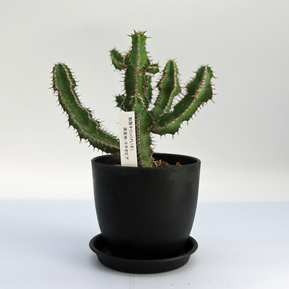 サボテン・ユーフォルビア – Soil vivi