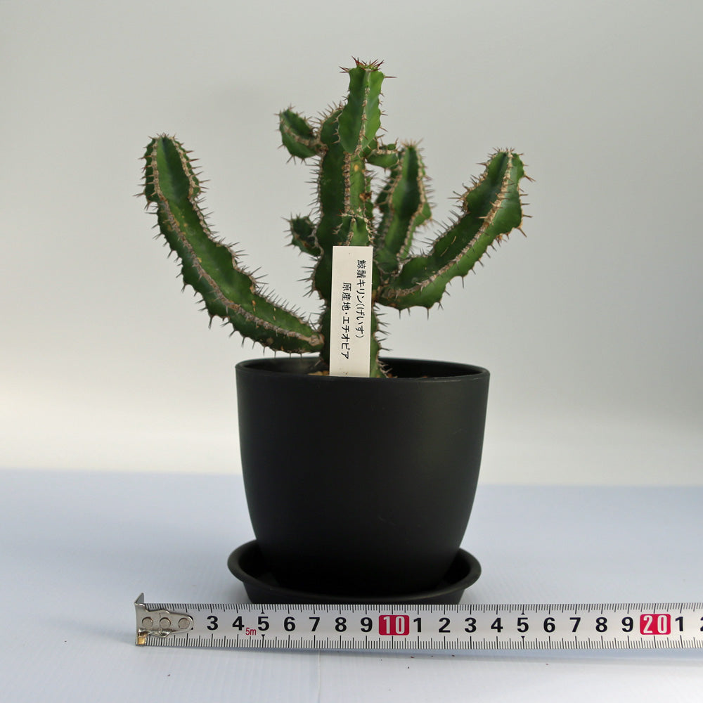 ユーフォルビア・ゲイスキリン – Soil vivi