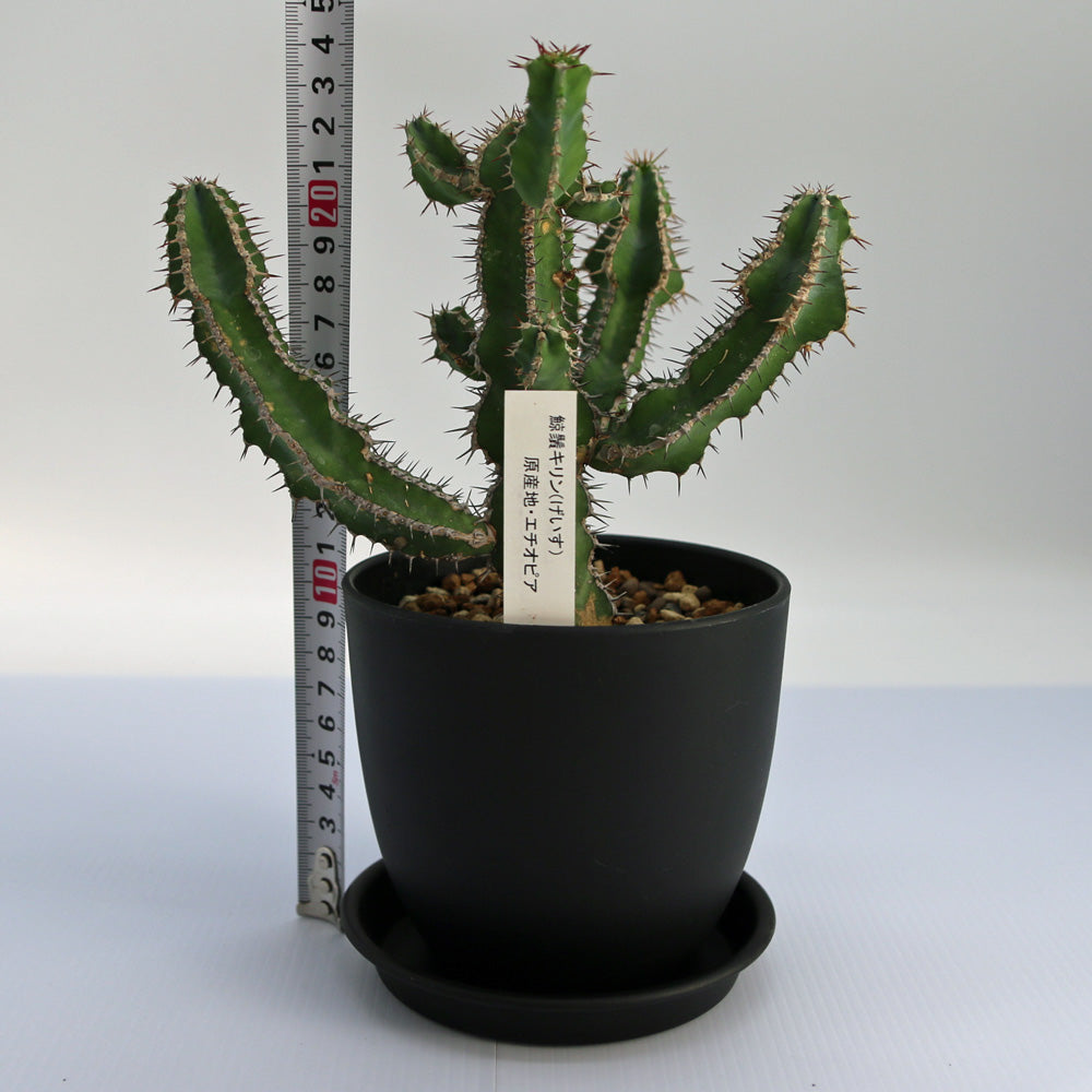 ユーフォルビア・ゲイスキリン – Soil vivi