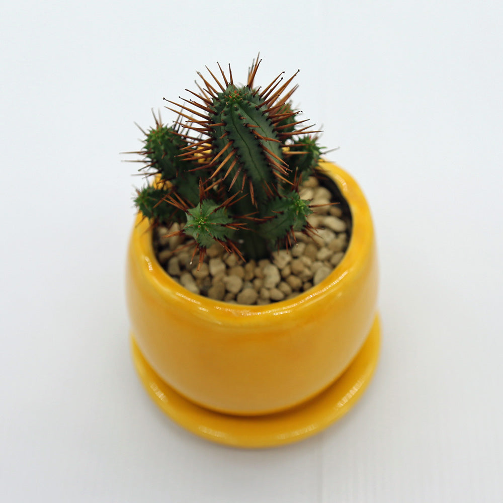 ユーフォルビア・エノプラ / 紅彩閣 – Soil vivi